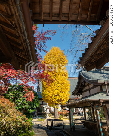 茨城県桜川市 月山寺の大イチョウと紅葉 茨城県桜川市 月山寺の大イチョウと紅葉 109164857
