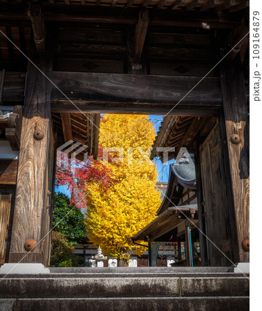 茨城県桜川市 月山寺の大イチョウと紅葉 茨城県桜川市 月山寺の大イチョウと紅葉 109164879