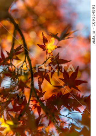 茨城県水戸市 紅葉最盛期の茨城県立歴史館 銀杏並木 茨城県水戸市 紅葉最盛期の茨城県立歴史館 銀杏並木 109164991