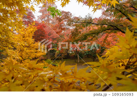 茨城県水戸市　紅葉真っ盛りのもみじ谷 109165093
