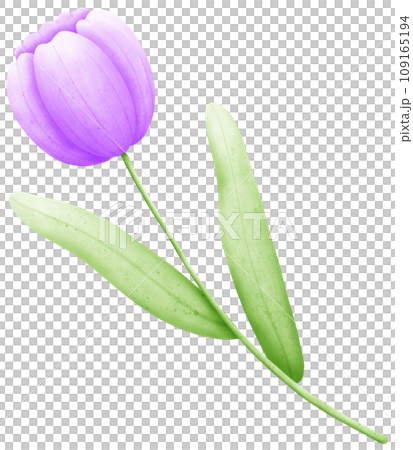Hand-Drawn Watercolor Tulip Clipart: Create Beautiful Floral Designs with Ease Hand-Drawn Watercolor Tulip Clipart: Create Beautiful Floral Designs with Ease 109165194