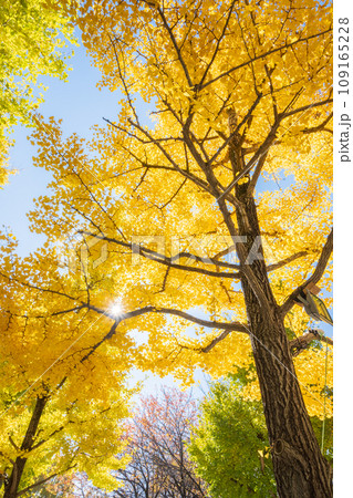 光芒と紅葉したイチョウ並木 109165228