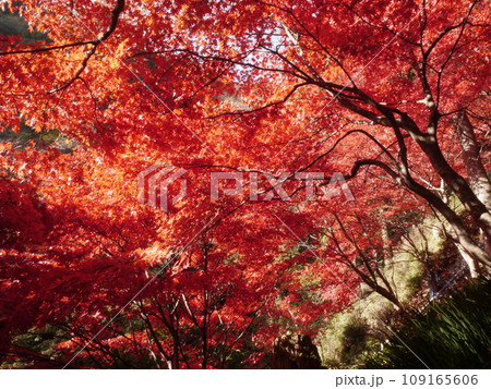 大山寺(伊勢原)の紅葉 大山寺(伊勢原)の紅葉 109165606