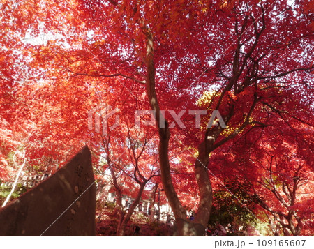 大山寺（伊勢原）の紅葉 109165607