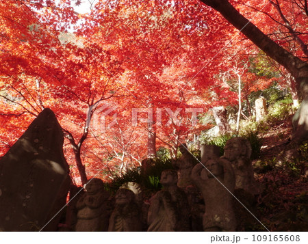 大山寺(伊勢原)の紅葉 大山寺(伊勢原)の紅葉 109165608