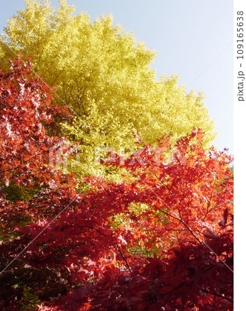 大山寺(伊勢原)の紅葉(イチョウともみじ) 大山寺(伊勢原)の紅葉(イチョウともみじ) 109165638