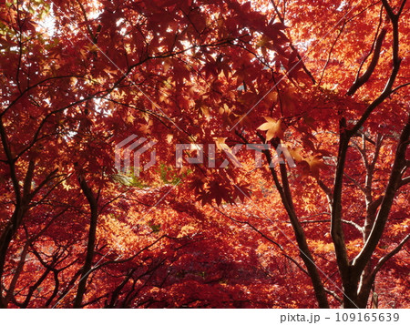 大山寺（伊勢原）の紅葉 109165639