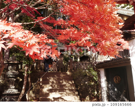 大山阿夫利神社の紅葉 109165666
