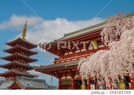 東京　台東区　浅草寺　宝蔵門と満開の桜 109165709