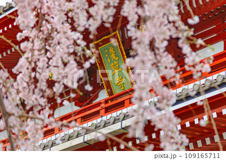 東京 台東区 浅草寺 宝蔵門と満開の桜 東京 台東区 浅草寺 宝蔵門と満開の桜 109165711