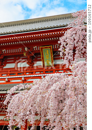 東京　台東区　浅草寺　宝蔵門と満開の桜 109165712