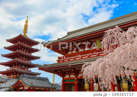 東京 台東区 浅草寺 宝蔵門と満開の桜 東京 台東区 浅草寺 宝蔵門と満開の桜 109165713