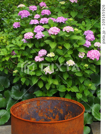 錆びたドラム缶と紫陽花 錆びたドラム缶と紫陽花 109165926