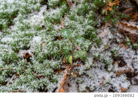 苔の上に雪が積もる 苔の上に雪が積もる 109166082