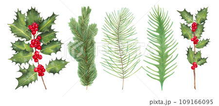 Christmas collection with holly branches and red berries. Various evergreen branches of pine and spruce. Set for the winter holidays New Year, Christmas. Watercolor illustration. Hand drawing isolated 109166095