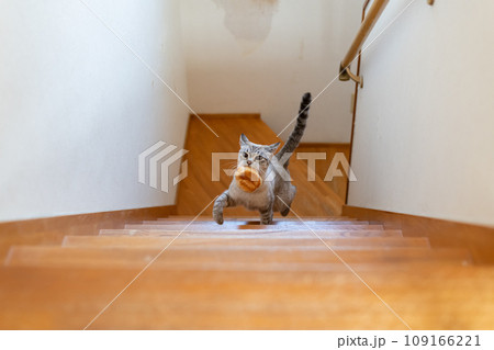 パンをくわえて逃げる猫 シャムトラ猫 パンをくわえて逃げる猫 シャムトラ猫 109166221