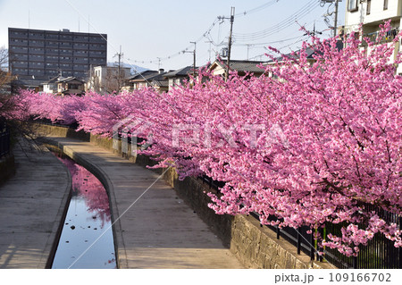 河津桜　京都　淀水路 109166702