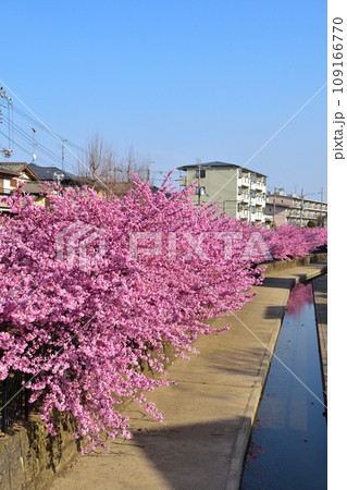 河津桜　京都　淀水路 109166770