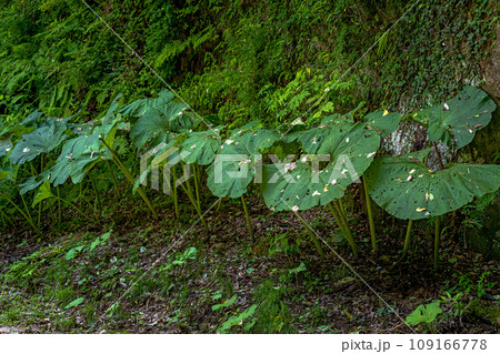 庭園の中の蕗の葉 109166778