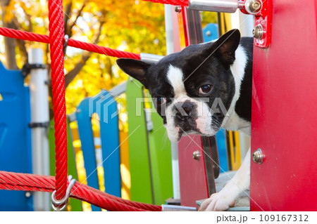 カラフルな遊具の中から可愛く見つめるボストンテリアのマイティ君♡ 109167312