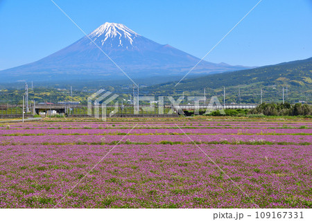 春　富士山　花畑　 109167331
