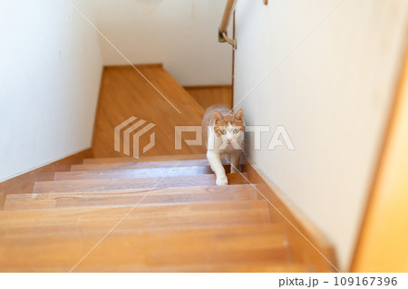 階段を上る猫　茶トラ白 109167396