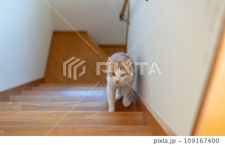 階段を上る猫 茶トラ白 階段を上る猫 茶トラ白 109167400