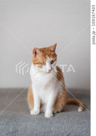 座っている猫 茶トラ白 座っている猫 茶トラ白 109167405