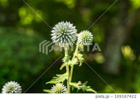 ヒゴタイの蕾 109167422