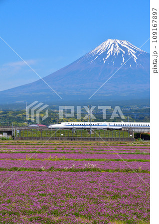 春　富士山　花畑　新幹線 109167897