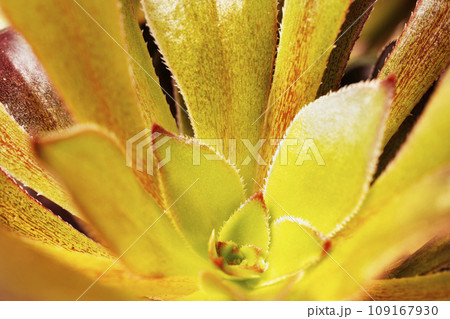 Houseleek , sempervivum plant , detail 109167930