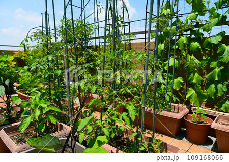 ルフーバルコニーで家庭菜園 沢山のプランターで野菜栽培中 ルフーバルコニーで家庭菜園 沢山のプランターで野菜栽培中 109168066