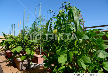 ルーフバルコニー　トウモロコシなど野菜栽培中　青空の下、趣味で家庭菜園 109168069