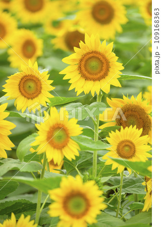 満開のひまわり（北海道 美瑛の四季彩の丘） 109168363