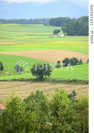 北海道 美瑛の丘 109168366