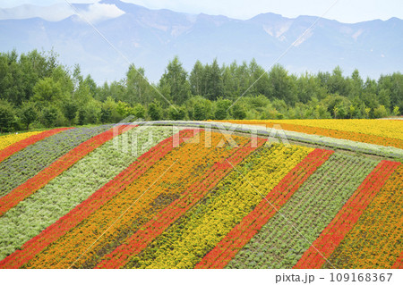 北海道 美瑛の「四季彩の丘」 109168367