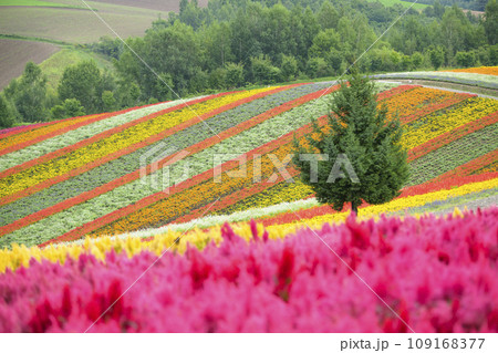 北海道 美瑛の「四季彩の丘」 109168377