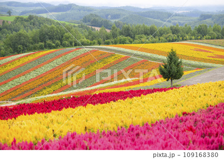 北海道 美瑛の「四季彩の丘」 109168380