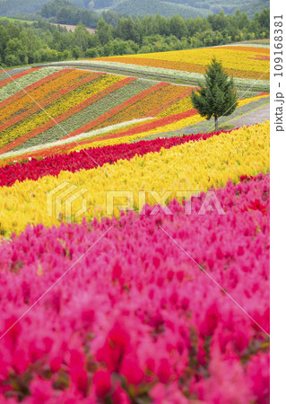 北海道 美瑛の「四季彩の丘」 109168381