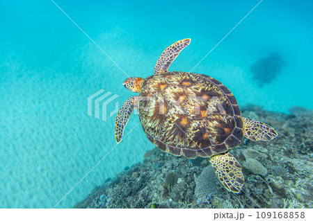 優雅に泳ぐウミガメ 優雅に泳ぐウミガメ 109168858