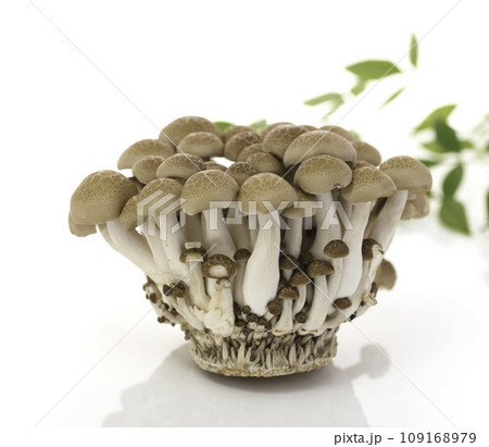 しめじ （ぶなしめじ）白背景 109168979