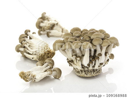 しめじ (ぶなしめじ)白背景 しめじ (ぶなしめじ)白背景 109168988