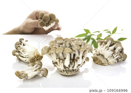 しめじ （ぶなしめじ）白背景 109168996