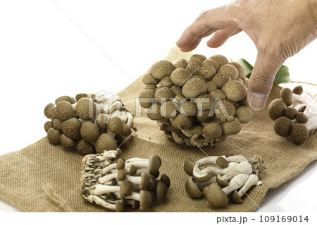 しめじ （ぶなしめじ）とほぐしたしめじ（白背景） 109169014