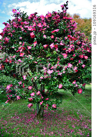 神代植物公園　サザンカの赤い花 109169316