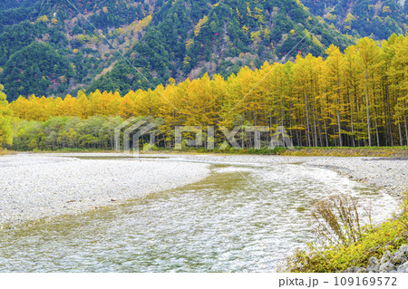秋の上高地、梓川と黄葉したカラマツ林 109169572