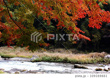 彩り豊かな御岳渓谷の晩秋（2） 109169881