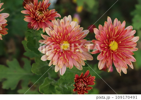 秋の庭に咲く赤に黄色の縁取りの花びらを持つ菊の花 秋の庭に咲く赤に黄色の縁取りの花びらを持つ菊の花 109170491
