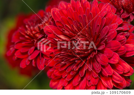 情熱的な深紅のピンポンマムの花（自然光＆ストロボ・マクロレンズ接写） 109170609