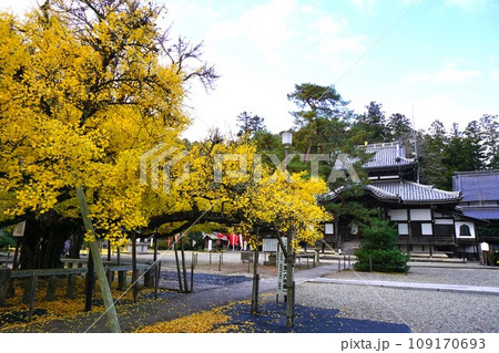 岡山県 久米南町指定天然記念物:誕生寺の大イチョウ 岡山県 久米南町指定天然記念物:誕生寺の大イチョウ 109170693